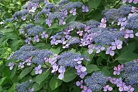 Jalohortensia (Hydrangea Macrophylla-ryhmä)