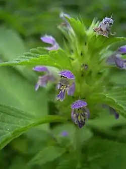 Karheapillike (Galeopsis tetrahit)