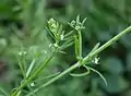 Kierumatara (Galium aparine)