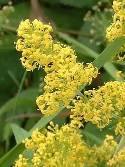 Keltamataran (Galium verum) viuhko