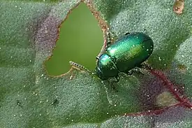 Hiirakuoriainen Gastrophysa viridula