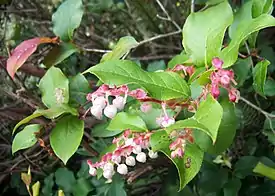 Isosalali (Gaultheria shallon).