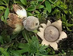 Jyväsmaatähti (Geastrum minimum)