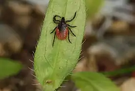 Puutiainen (Ixodes ricinus)