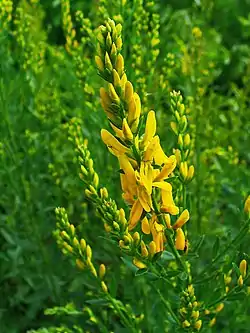 Pensasväriherne (Genista tinctoria)