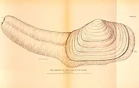 Geoduck (Panopea generosa)