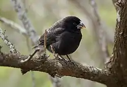 Maasirkku (Geospiza fortis)