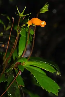 Gesneria pauciflora