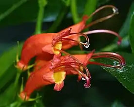 Gesneria venticosa -gesnerialajin kukkia.