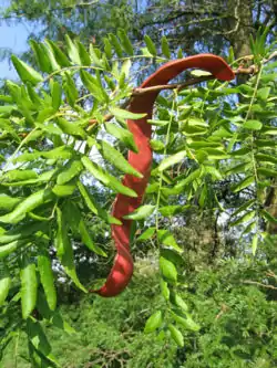 Lännenkolmioan (Gleditsia triacanthos) oksa ja palko.