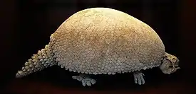 Glyptodon