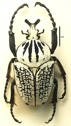 Goliathus meleagris