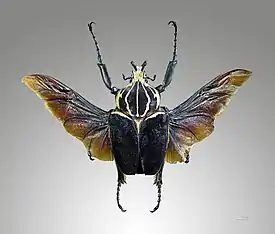 Goliathus goliatus