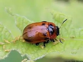 Pajunruskokalvaja (Gonioctena viminalis)