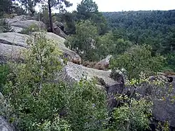 Metsä Franchardin rotkosta nähtynä