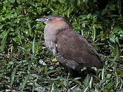 Etelänhämyhaikara (Gorsachius melanolophus)