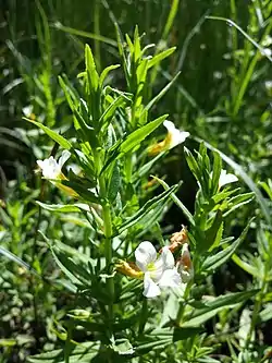 Rohtokuntio (Gratiola officinalis)