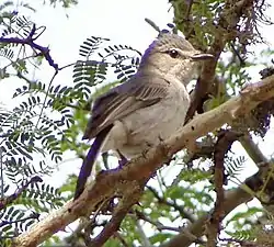 Siniselkäsieppo (Myioparus plumbeus)