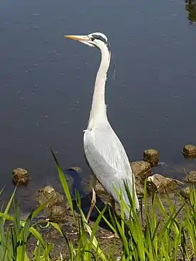 Harmaahaikara (Ardea cinerea)