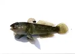 Mustatäplätokko (Neogobius melanostomus)