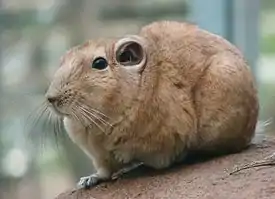 Gundi (Ctenodactylus gundi)