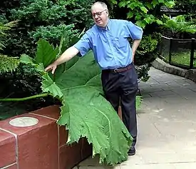 Jättigunnera (Gunnera manicata) on nimensä veroinen.