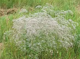 Morsiusharso (Gypsophila paniculata)