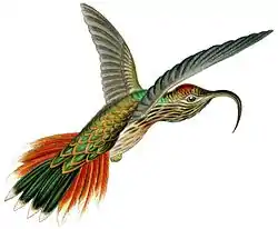 Ruskokoukkukolibri