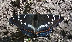 haapaperhonen (Limenitis populi)