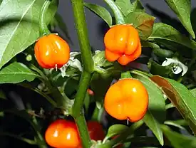 Capsicum chinense -chilin lajike, ”Habanero”