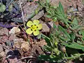 Täplänoudokki (Tuberaria guttata)