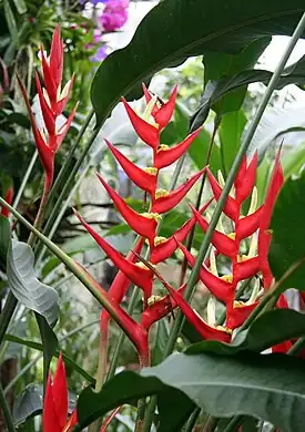 Heliconia angusta