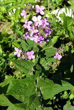 Tarhaillakko (Hesperis matronalis)