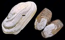 Hiatella arctica