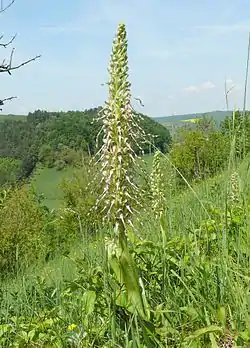 Nauhaliskokämmekkä (Himantoglossum hircinum)