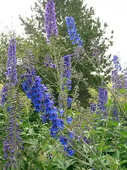 Isoritarinkannus (Delphinium elatum)