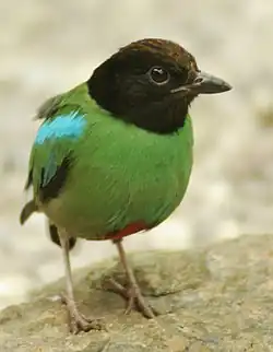 Huppupitta (Pitta sordida)