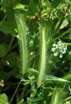 Hiirenohra (Hordeum murinum)