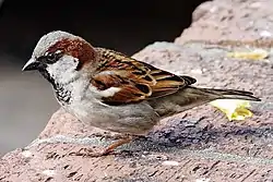 Varpunen (Passer domesticus)