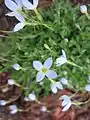 Keijunsilmä (Houstonia caerulea)