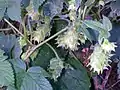 Japaninhumalan (Humulus japonicus) emikasvi