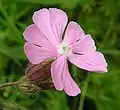 Valkoailakin ja puna-ailakin risteymä (Silene × hampeana eli S. dioica × latifolia).