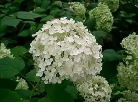 Hydrangea arborescens 'Annabelle'