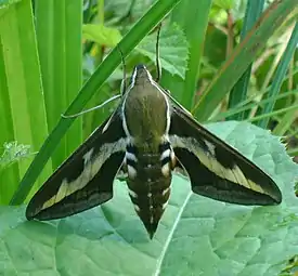 Matarakiitäjä (Hyles gallii)