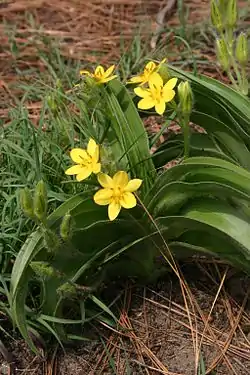 Turkkihelotähti (Hypoxis hemerocallidea)