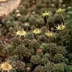 Kalvasmesipaunikko (Monanthes pallens)