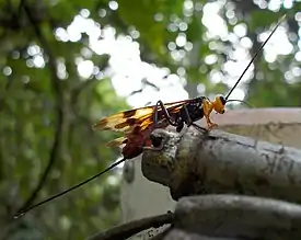 Naaraspuolinen ahmaspistiäinen Ugandan sademetsässä