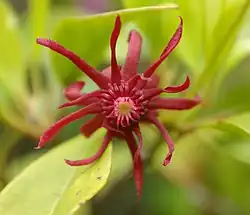 Illicium floridanum