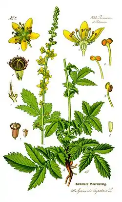 Maarianverijuuri (Agrimonia eupatoria)