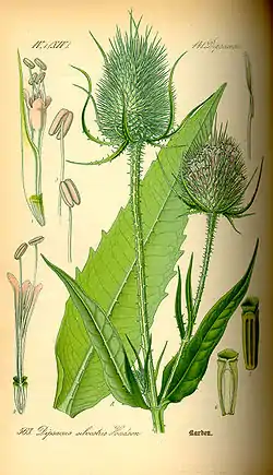 Laidunkarstaohdake (Dipsacus fullonum)